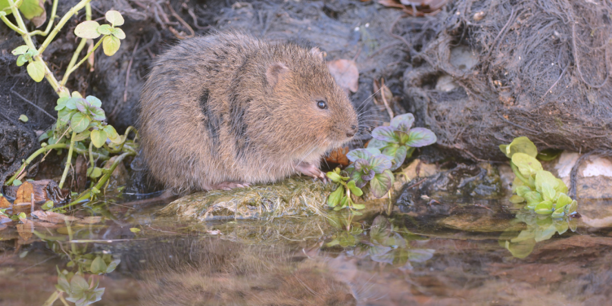 Campagnol amphibie. © BOMPAR J.-M.